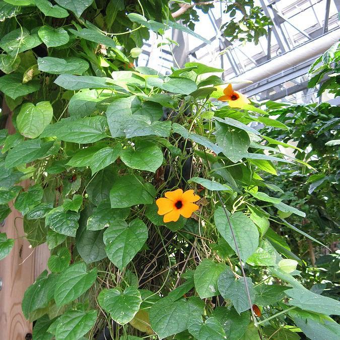 Black-Eyed Susan in the GardenTags plant encyclopedia