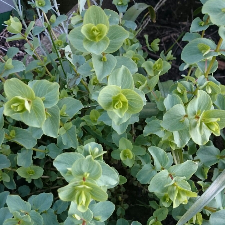 Oregano Kent Beauty in the GardenTags plant encyclopedia