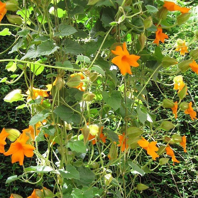 Thunbergia gregorii in the GardenTags plant encyclopedia Orange Clock vine in the GardenTags plant encyclopedia