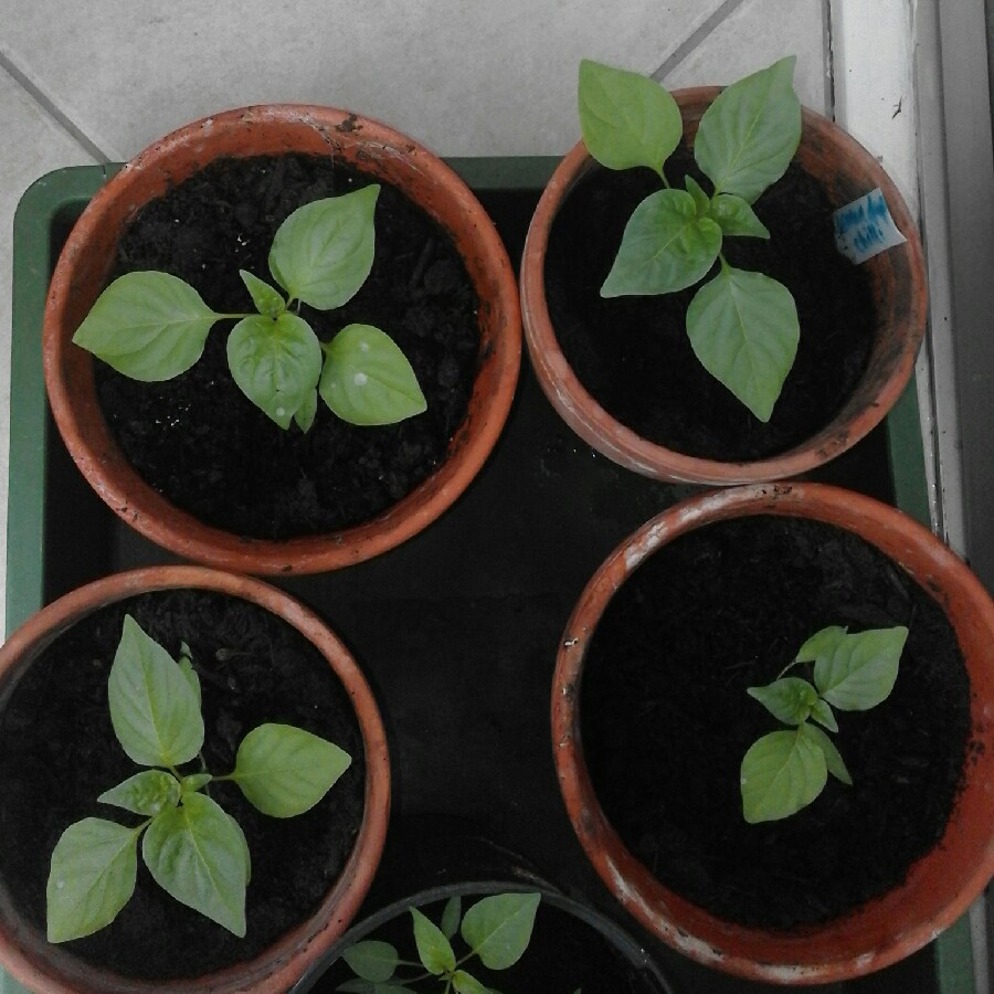 Capsicum baccatum Lemon Drop in the GardenTags plant encyclopedia Chilli Pepper Lemon Drop in the GardenTags plant encyclopedia
