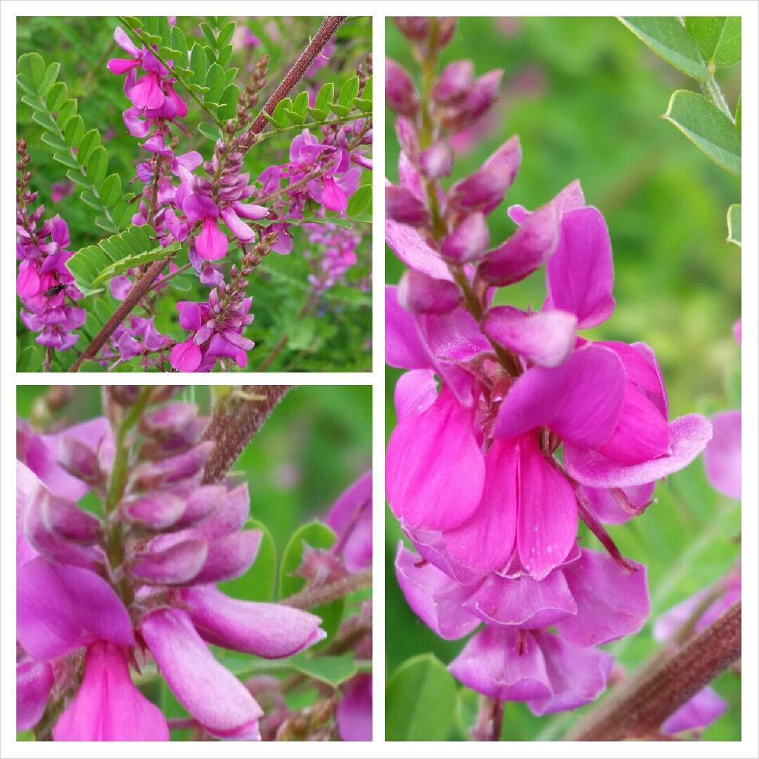 Indigofera himalayensis Silk Road in the GardenTags plant encyclopedia Himalayan Indigo Silk Road in the GardenTags plant encyclopedia
