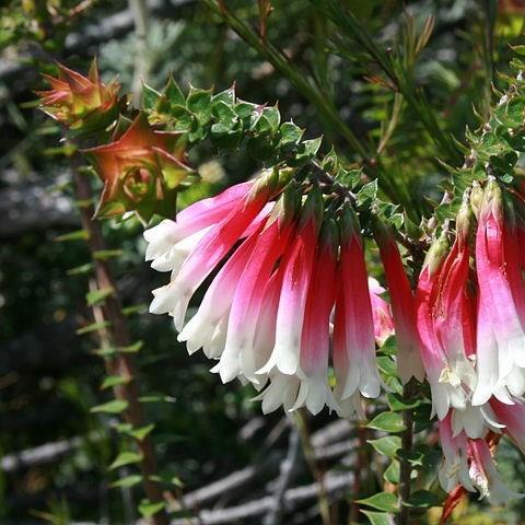 Epacris longiflora in the GardenTags plant encyclopedia Fuchsia heath in the GardenTags plant encyclopedia