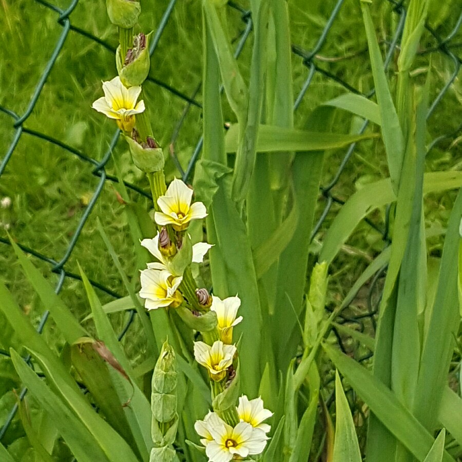 Sisyrinchium striatum in the GardenTags plant encyclopedia Yellow Eyed Grass in the GardenTags plant encyclopedia