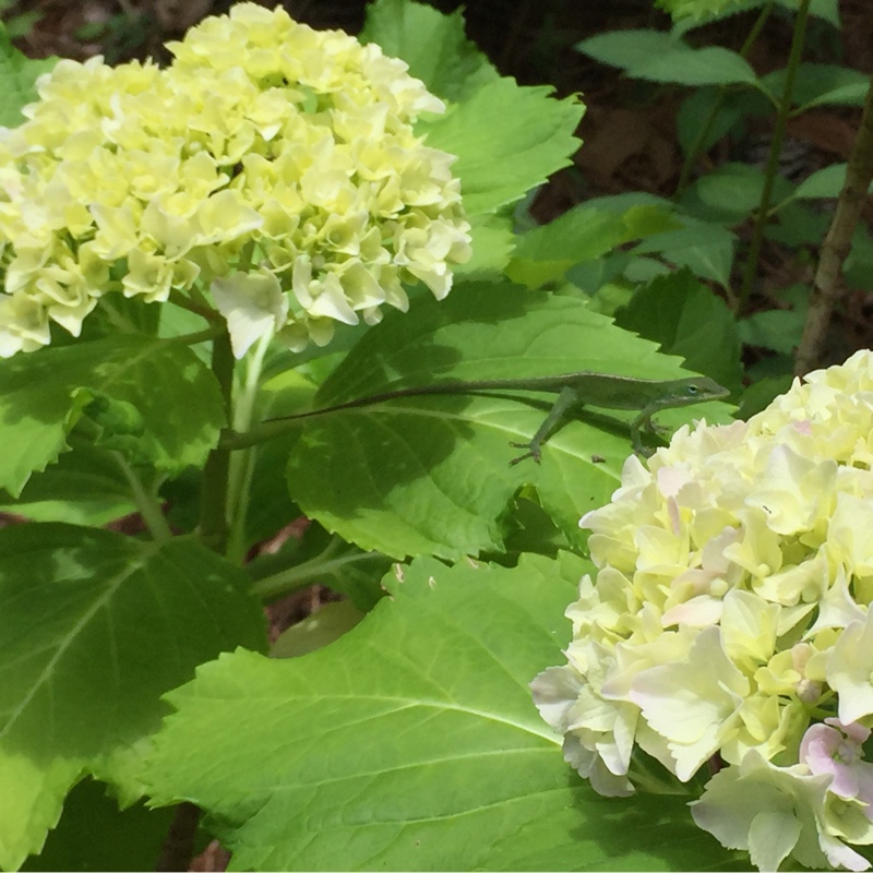Hydrangea macrophylla Lemon Daddy in the GardenTags plant encyclopedia Hydrangea Lemon Daddy in the GardenTags plant encyclopedia