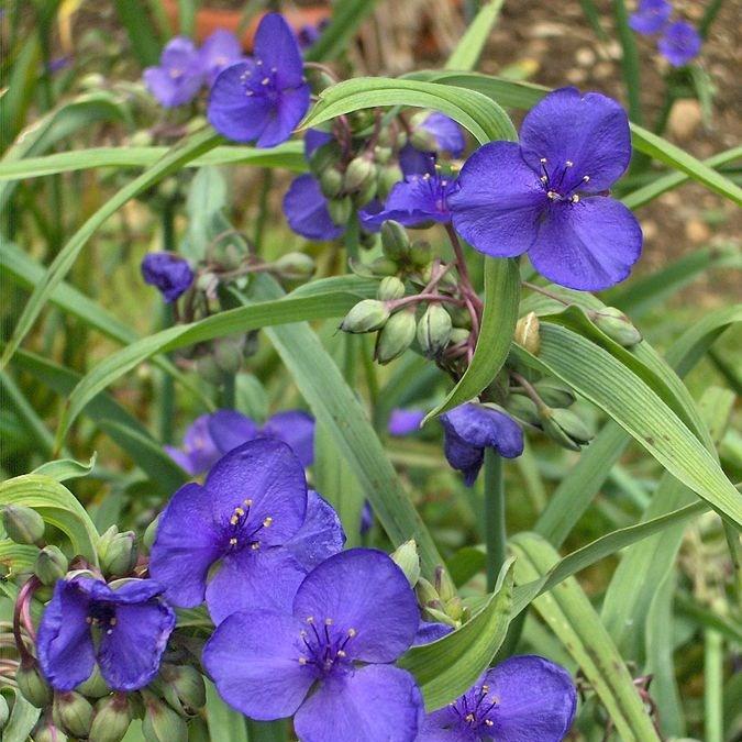 Tradescantia (Andersoniana Group) Purple Dome in the GardenTags plant encyclopedia Spiderwort Purple Dome in the GardenTags plant encyclopedia
