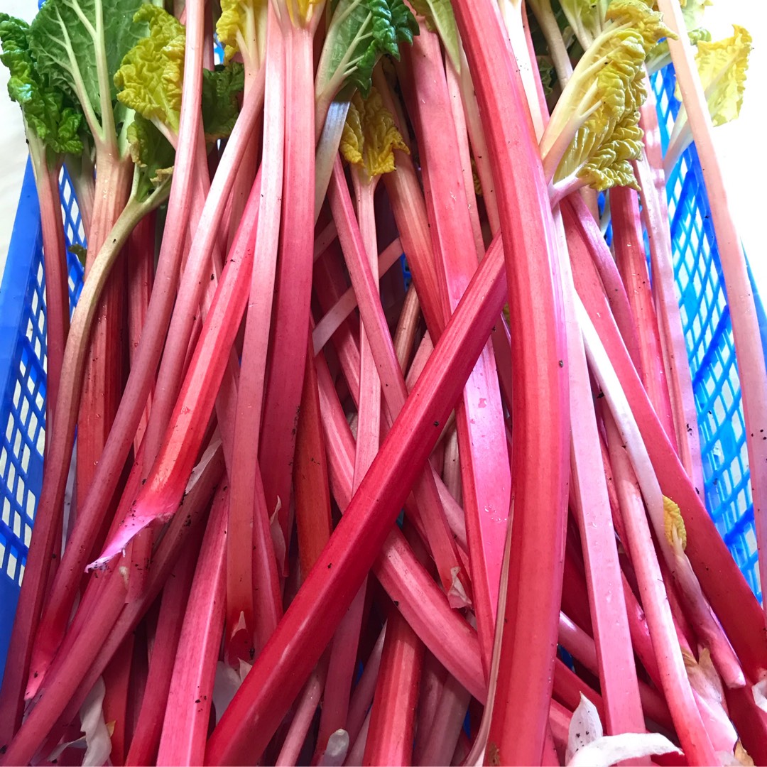 Rheum x hybridum 'Red Champagne', Rhubarb 'Red Champagne' in