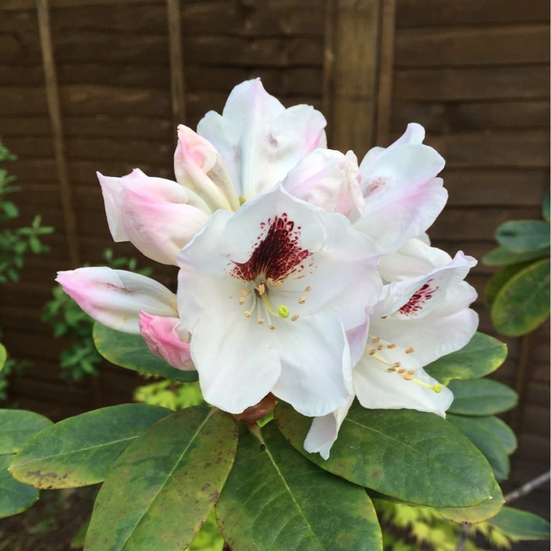 Rhododendron Peeping Tom in the GardenTags plant encyclopedia Rhododendron Peeping Tom in the GardenTags plant encyclopedia