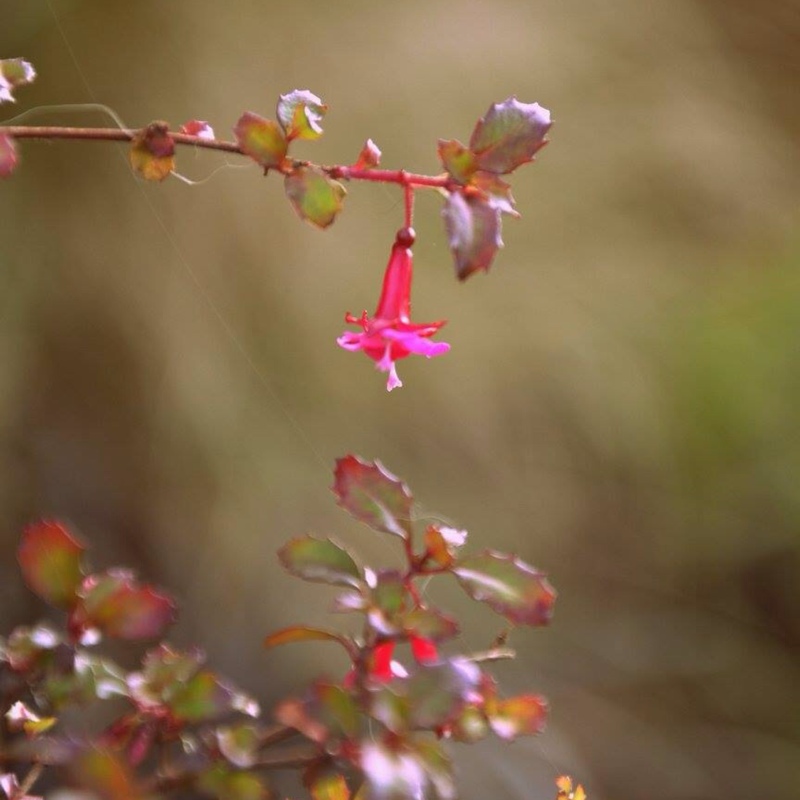 Fuchsia x bacillaris Reflexa in the GardenTags plant encyclopedia Fuchsia Reflexa in the GardenTags plant encyclopedia