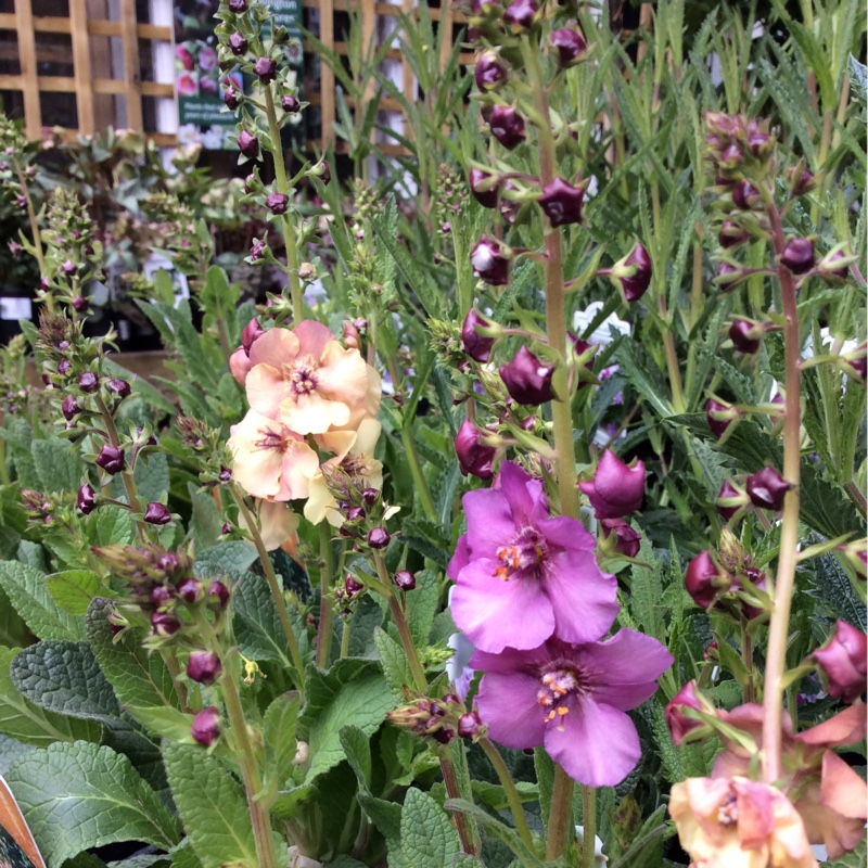 Verbascum in the GardenTags plant encyclopedia Mullein in the GardenTags plant encyclopedia