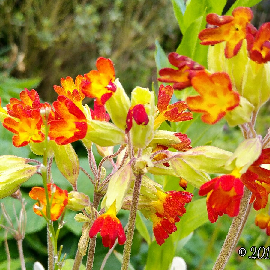 Primula veris Sunset Shades in the GardenTags plant encyclopedia Red Cowslip in the GardenTags plant encyclopedia