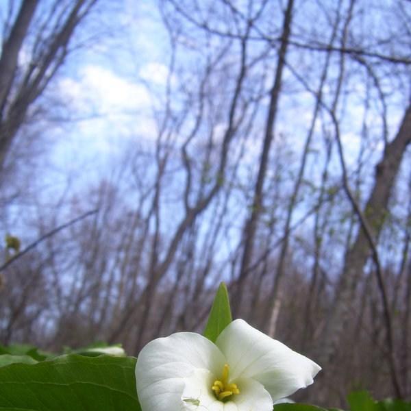 Trillium grandiflorum in the GardenTags plant encyclopedia American Wake Robin in the GardenTags plant encyclopedia