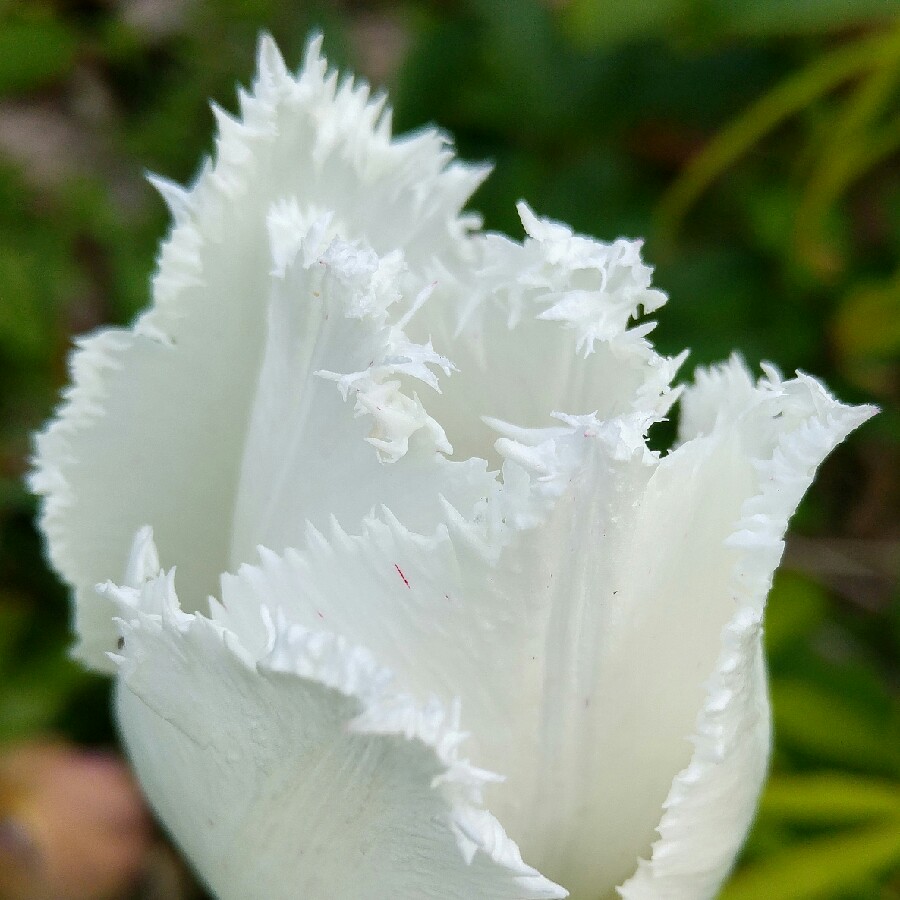 Tulipa Swan Wings in the GardenTags plant encyclopedia Tulip Swan Wings (Fringed) in the GardenTags plant encyclopedia