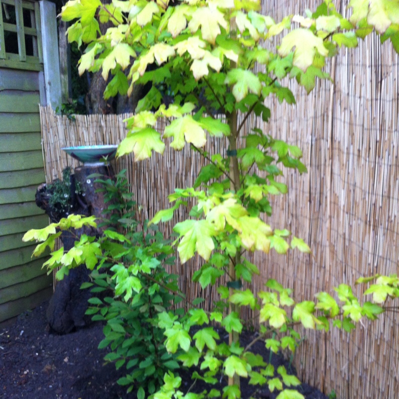 Acer Orientalia Minorient in the GardenTags plant encyclopedia Maple Minorient in the GardenTags plant encyclopedia