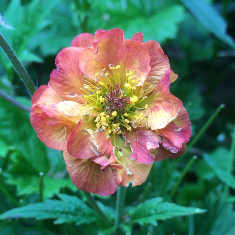 Geum Alabama Slammer in the GardenTags plant encyclopedia Avens Alabama Slammer in the GardenTags plant encyclopedia