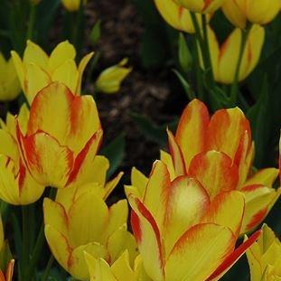 Tulipa Georgette in the GardenTags plant encyclopedia Tulip Georgette (Single Late) in the GardenTags plant encyclopedia