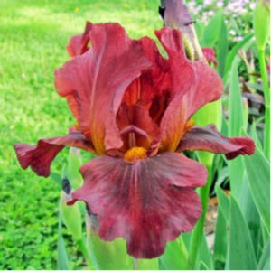 Iris x germanica Red Zinger in the GardenTags plant encyclopedia Bearded Iris Red Zinger (Intermediate) in the GardenTags plant encyclopedia