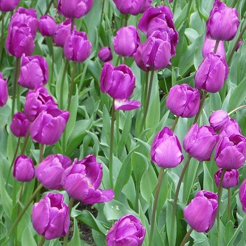 Tulipa Negrita in the GardenTags plant encyclopedia Tulip Negrita (Triumph) in the GardenTags plant encyclopedia