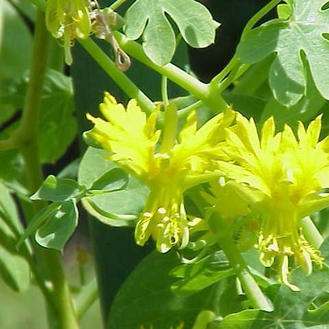 Tropaeolum peregrinum in the GardenTags plant encyclopedia Canary creeper in the GardenTags plant encyclopedia