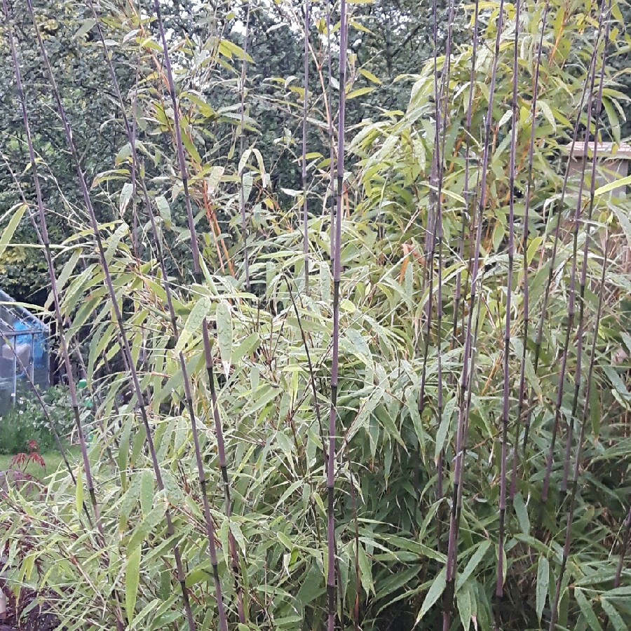 Fargesia Rufa in the GardenTags plant encyclopedia Umbrella Bamboo Rufa in the GardenTags plant encyclopedia