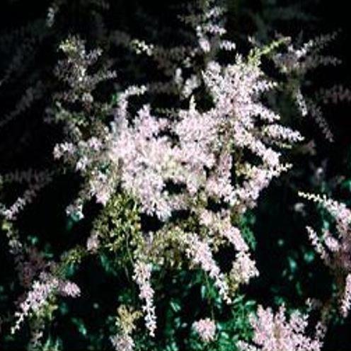 Astilbe simplicifolia Sprite in the GardenTags plant encyclopedia Dwarf False goats beard Sprite in the GardenTags plant encyclopedia