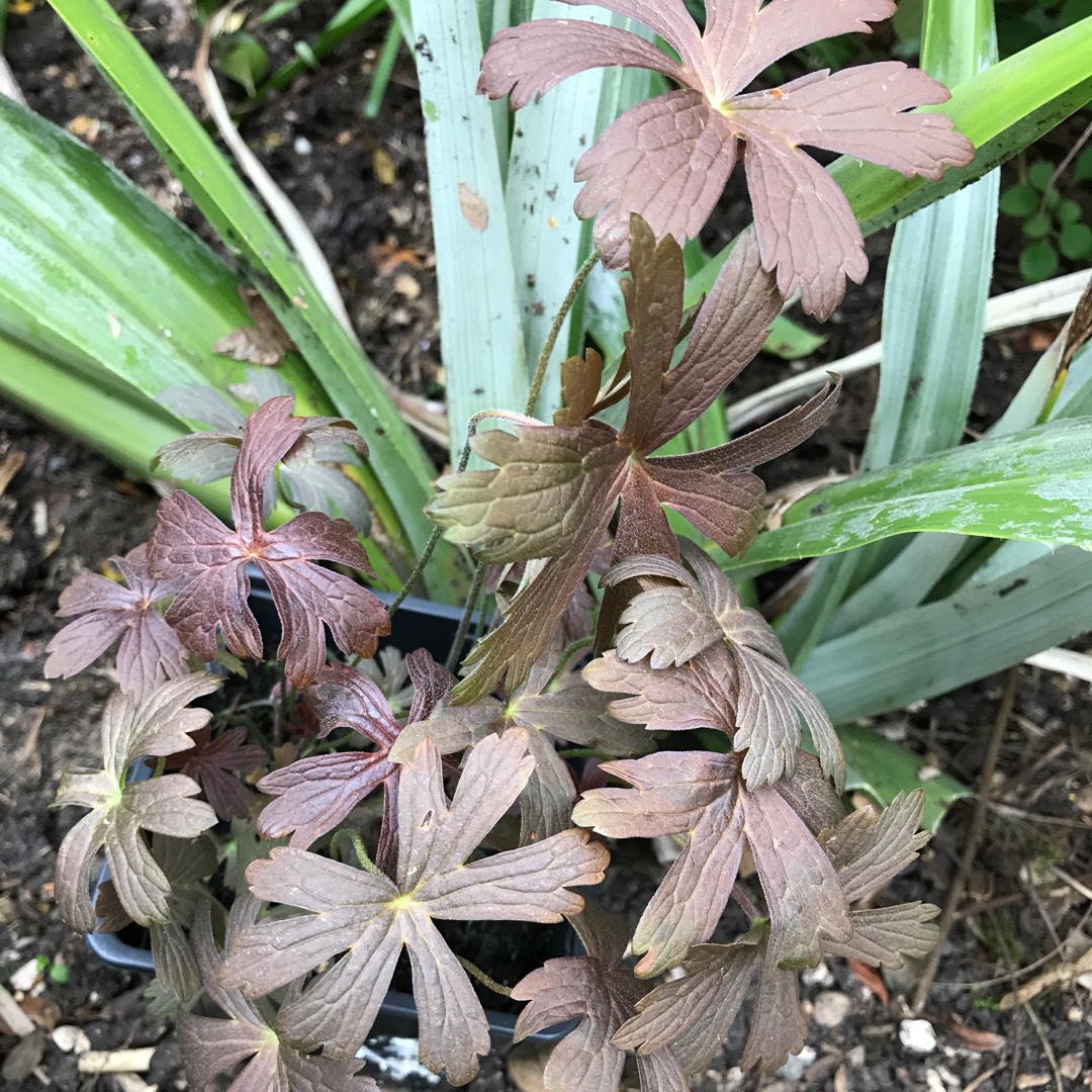 Geranium maculatum Espresso in the GardenTags plant encyclopedia Spotted Cranesbill Espresso in the GardenTags plant encyclopedia