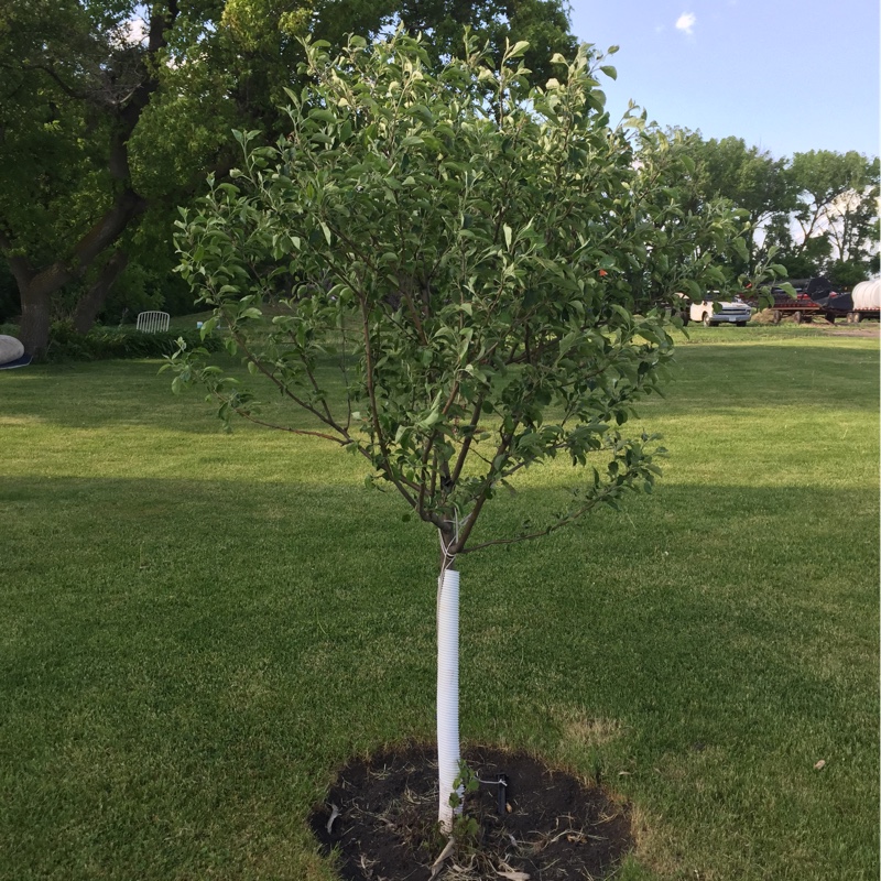 Malus domestica Haralson in the GardenTags plant encyclopedia Apple Haralson in the GardenTags plant encyclopedia
