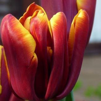 Tulipa Abu Hassan in the GardenTags plant encyclopedia Tulip Abu Hassan (Triumph) in the GardenTags plant encyclopedia