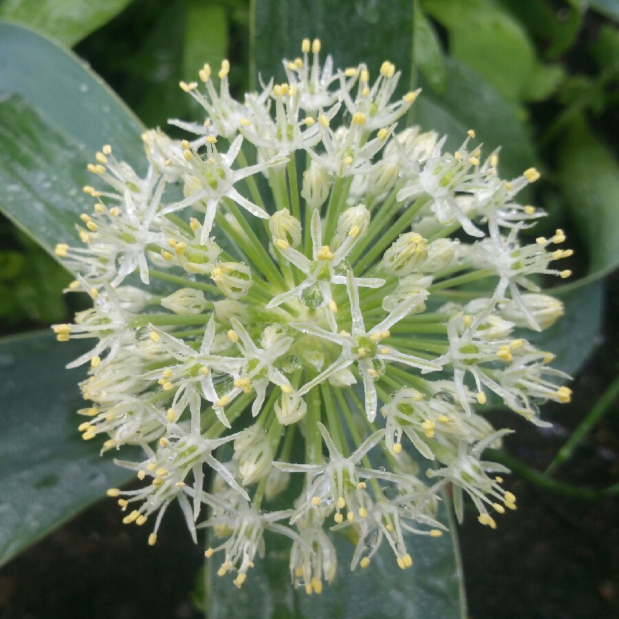 Allium karataviense Ivory Queen in the GardenTags plant encyclopedia Allium Ivory Queen in the GardenTags plant encyclopedia