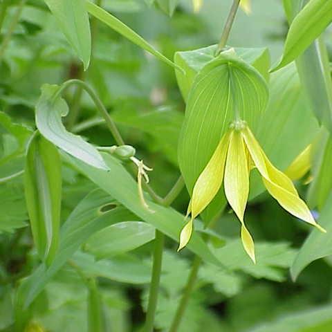 Large-flowered Bellwort in the GardenTags plant encyclopedia