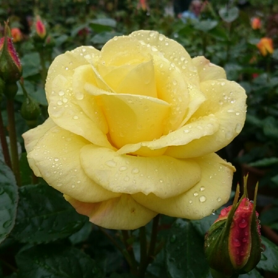 Rosa Golden Bouquet in the GardenTags plant encyclopedia Rose Golden Bouquet in the GardenTags plant encyclopedia