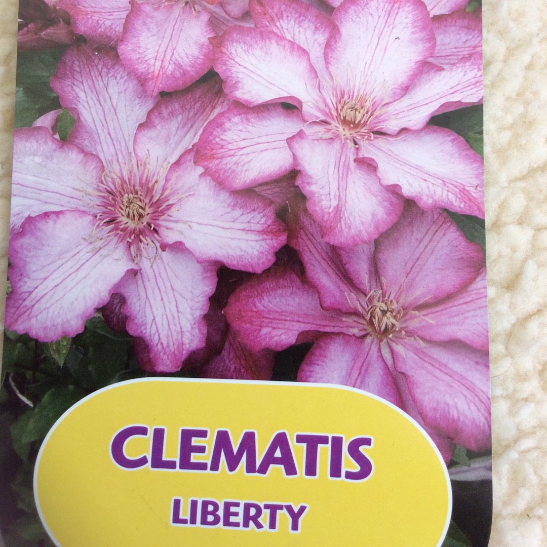 Clematis Liberty in the GardenTags plant encyclopedia Clematis Liberty in the GardenTags plant encyclopedia