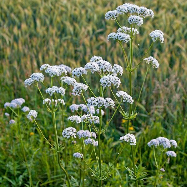 Common Valerian in the GardenTags plant encyclopedia