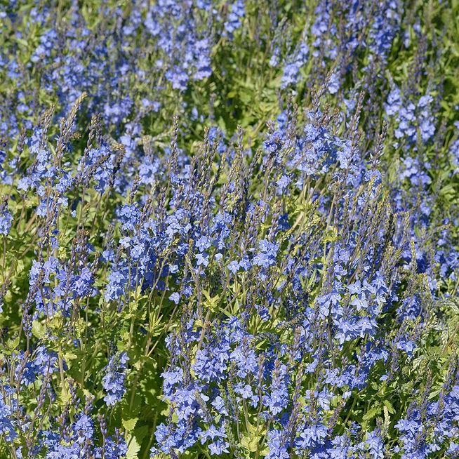 Veronica teucrium Shirley Blue in the GardenTags plant encyclopedia Broadleaf speedwell in the GardenTags plant encyclopedia