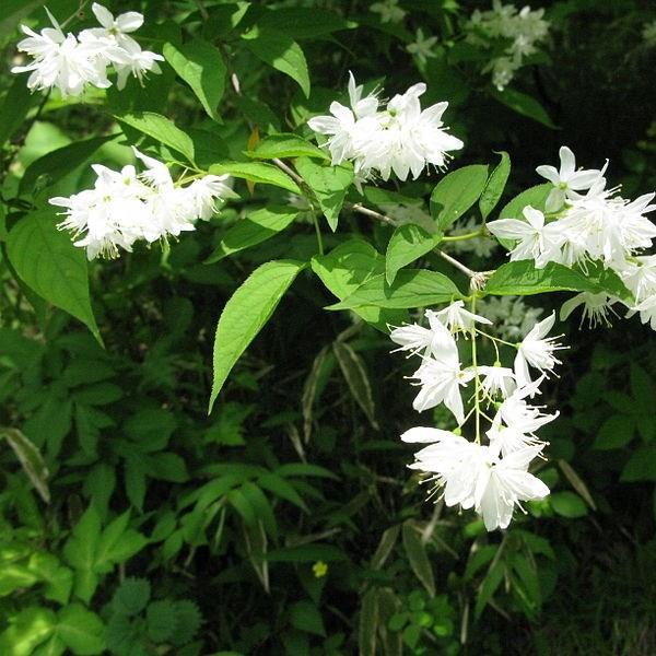 Deutzia gracilis Nikko in the GardenTags plant encyclopedia Deutzia Nikko in the GardenTags plant encyclopedia
