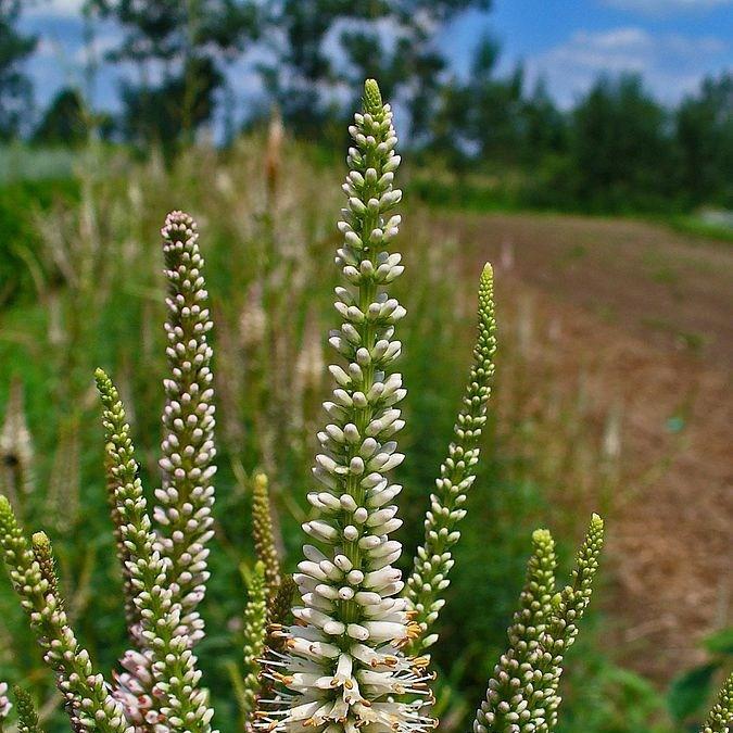 Veronicastrum virginicum syn. Veronica virginica in the GardenTags plant encyclopedia Culvers root in the GardenTags plant encyclopedia