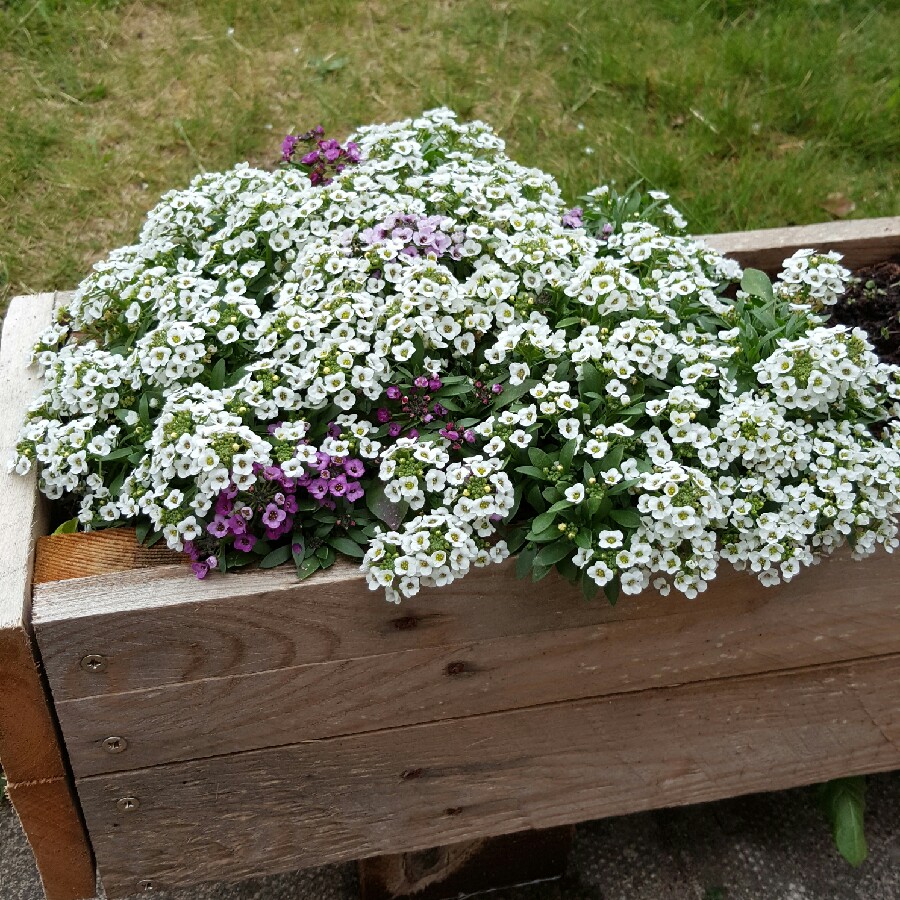 Sweet Alyssum in the GardenTags plant encyclopedia