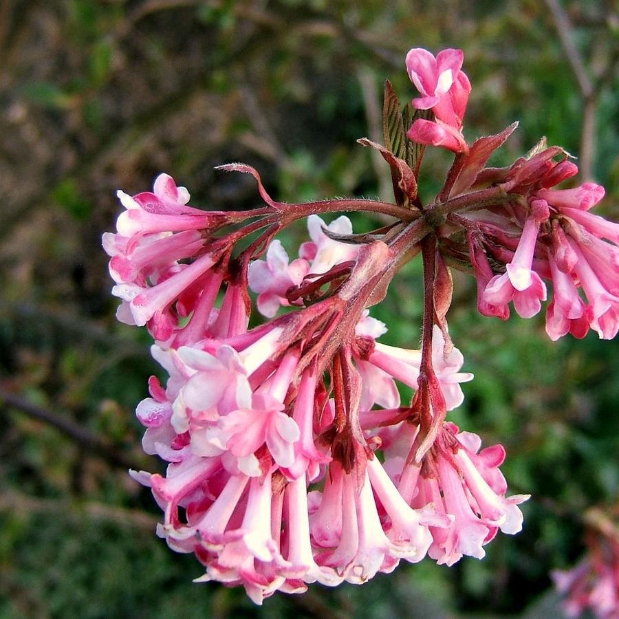 Viburnum x bodnantense in the GardenTags plant encyclopedia Bodnant Viburnum in the GardenTags plant encyclopedia