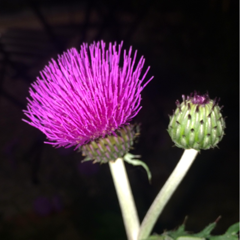 Cirsium rivulare Trevors Blue Wonder in the GardenTags plant encyclopedia Plume Thistle Trevors Blue Wonder in the GardenTags plant encyclopedia