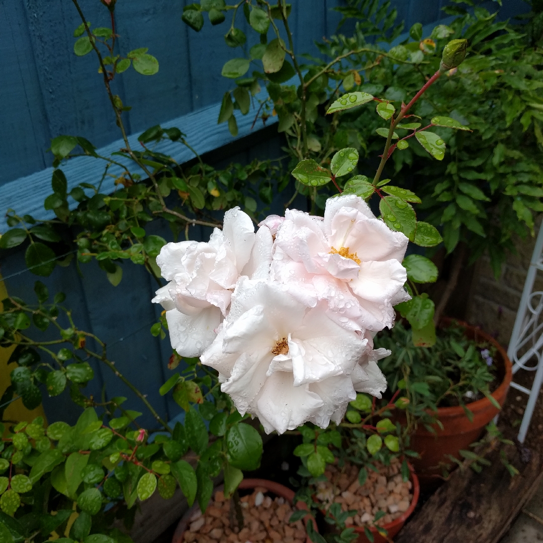 Rosa Tea Clipper in the GardenTags plant encyclopedia Rose Tea Clipper in the GardenTags plant encyclopedia