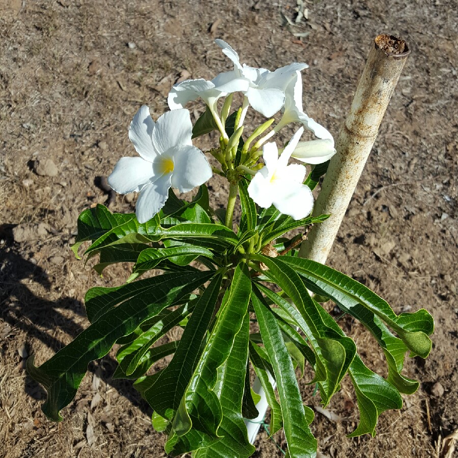 Plumeria pudica, Frangipani Bridal Bouquet in GardenTags plant encyclopedia