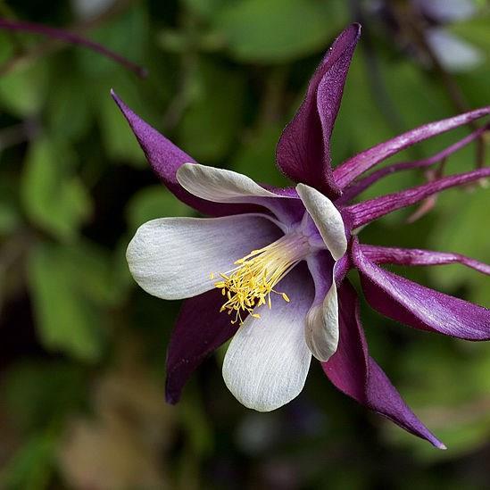 Aquilegia Magpie in the GardenTags plant encyclopedia Columbine Magpie in the GardenTags plant encyclopedia