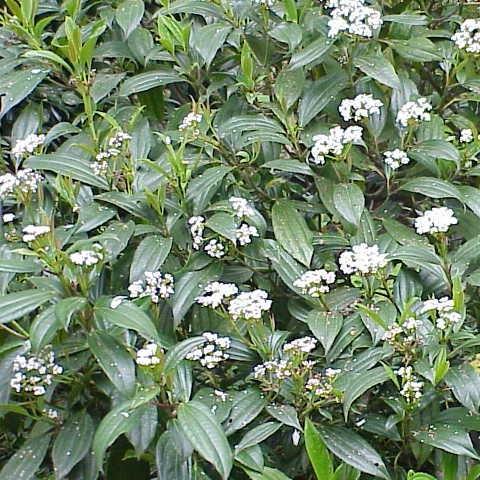 Viburnum davidii in the GardenTags plant encyclopedia David Viburnum in the GardenTags plant encyclopedia