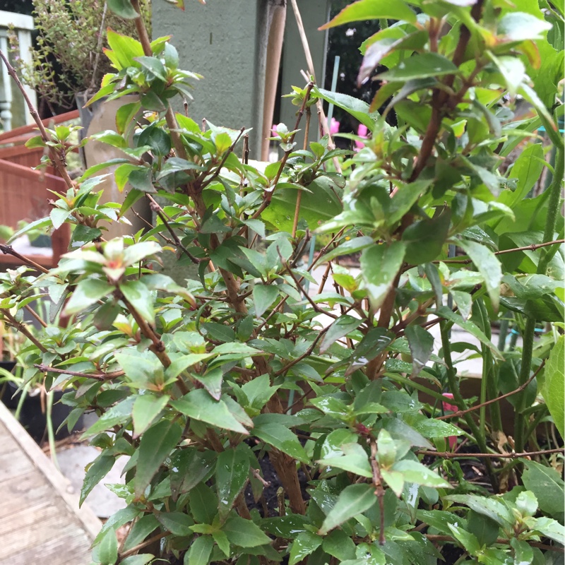 Fuchsia Diva Aretha in the GardenTags plant encyclopedia Fuchsia Diva Aretha in the GardenTags plant encyclopedia