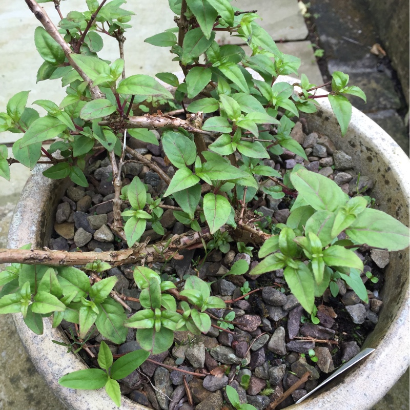 Fuchsia New Millennium in the GardenTags plant encyclopedia Fuchsia New Millennium in the GardenTags plant encyclopedia