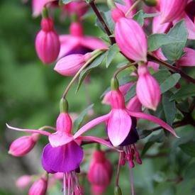 Fuchsia Aretes Upright Jollies Nancy in the GardenTags plant encyclopedia Fuchsia Jollies Nancy in the GardenTags plant encyclopedia