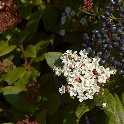 Viburnum tinus Eve Price in the GardenTags plant encyclopedia Laurustinus Eve Price in the GardenTags plant encyclopedia