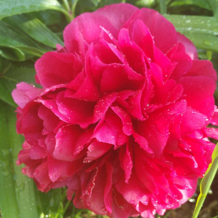 Paeonia Red Grace in the GardenTags plant encyclopedia Peony Red Grace (Herbaceous) in the GardenTags plant encyclopedia