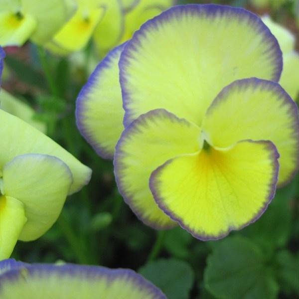 Viola cornuta Etain in the GardenTags plant encyclopedia Horned Pansy Etain in the GardenTags plant encyclopedia
