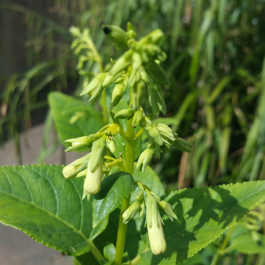 Phygelius x rectus Yapcre (Somerford Funfair Series) in the GardenTags plant encyclopedia Cape Fuchsia Somerford Funfair Cream in the GardenTags plant encyclopedia