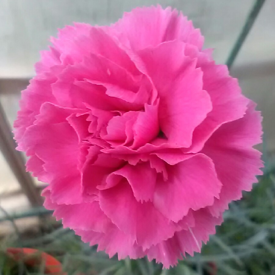 Dianthus Valda Wyatt in the GardenTags plant encyclopedia Pink Valda Wyatt in the GardenTags plant encyclopedia